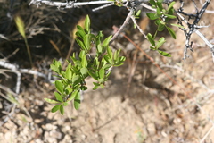 Peraphyllum ramosissimum