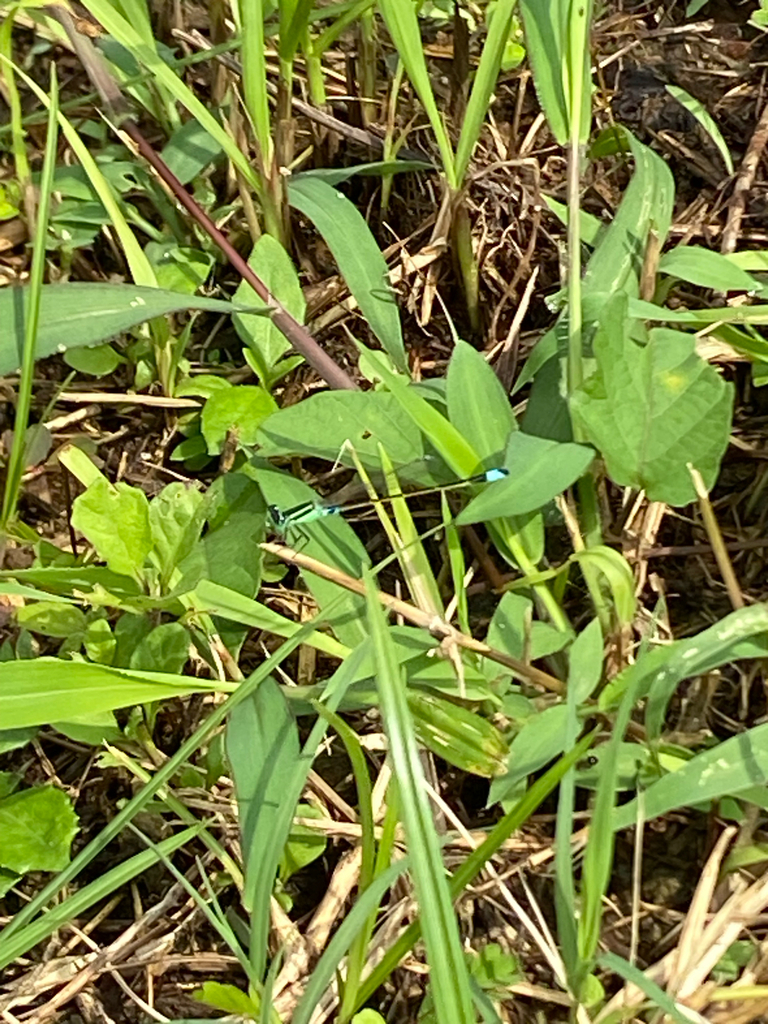 Tropical Bluetail (Ischnura senegalensis)