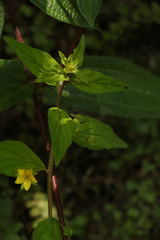 Lysimachia alternifolia