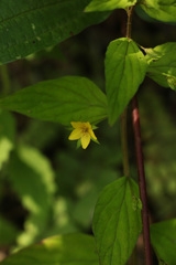 Lysimachia alternifolia