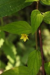 Lysimachia alternifolia