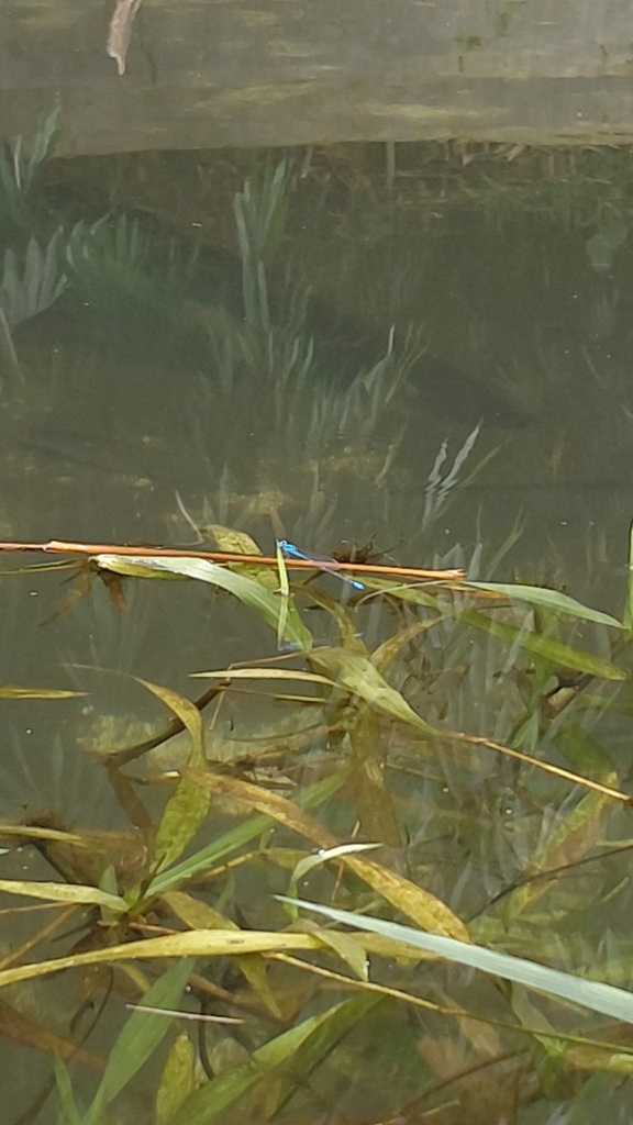 Capung-jarum kepala-kecil (Pseudagrion microcephalum)