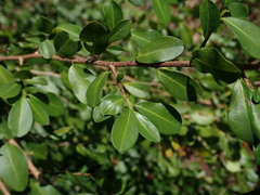 Erythroxylum brevipes