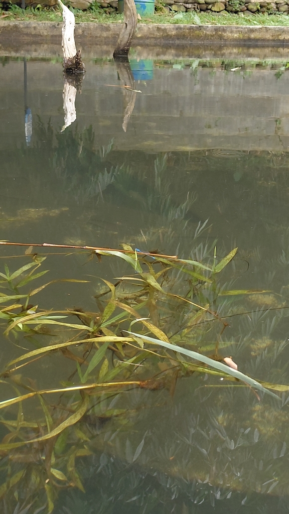 Blue Riverdamsel (Pseudagrion microcephalum)