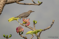 Turdus simillimus