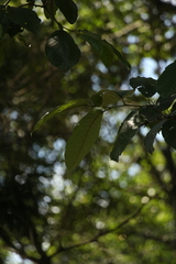 Alnus nepalensis