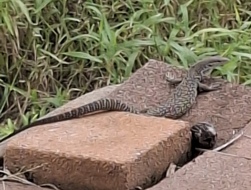 Banded Tree Monitor, Varanus scalaris