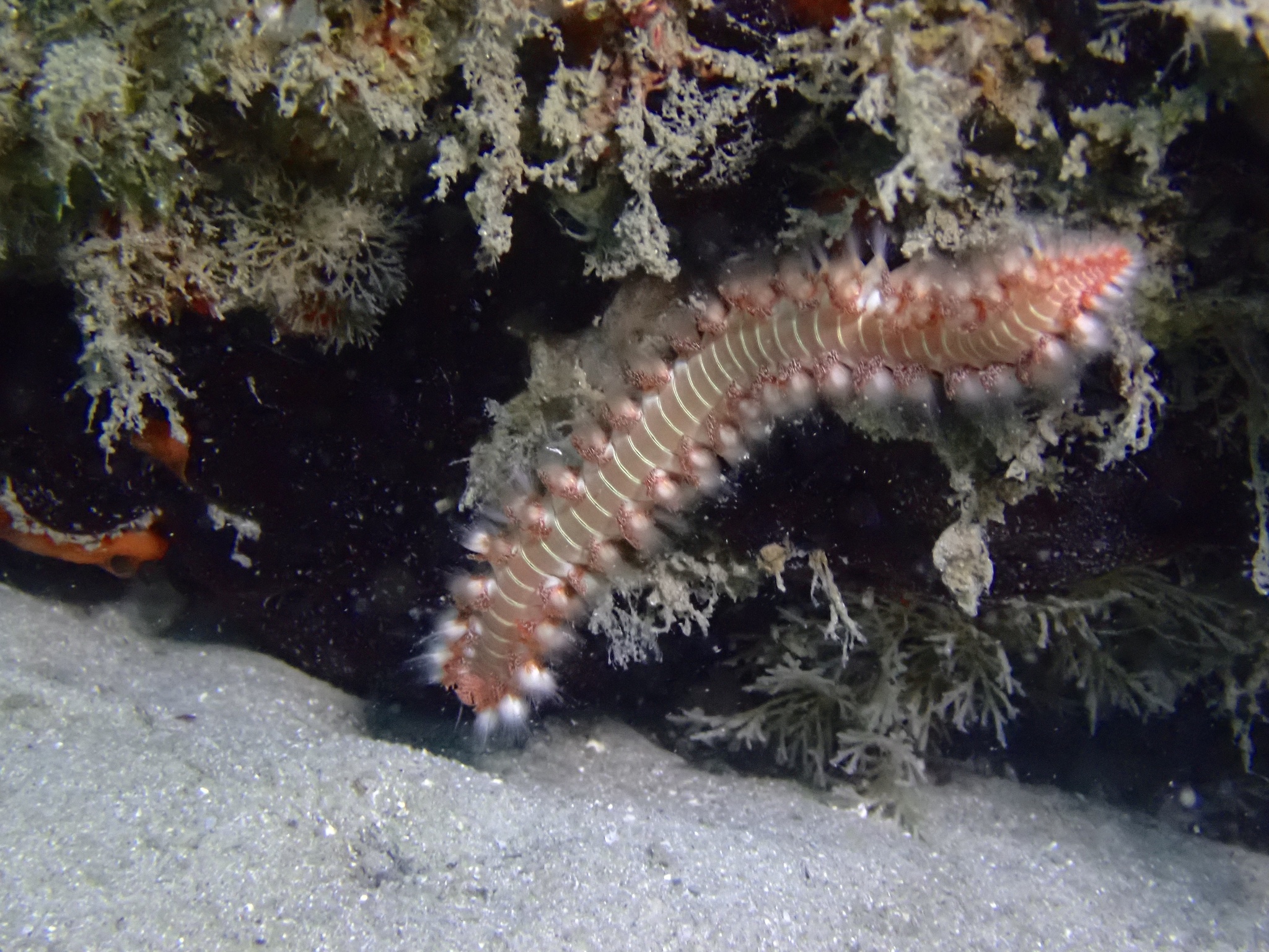 Hermodice carunculata (Pallas, 1766)