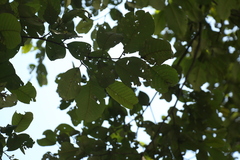 Alnus nepalensis