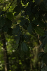 Alnus nepalensis