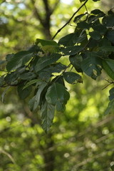 Alnus nepalensis