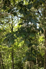 Alnus nepalensis
