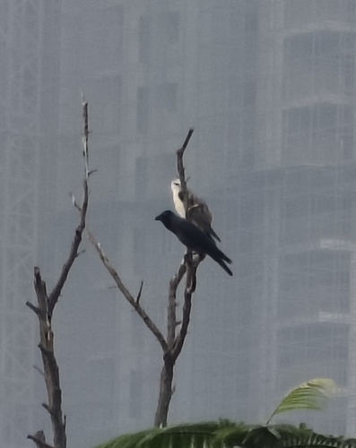 House Crow (Corvus splendens), photo 7