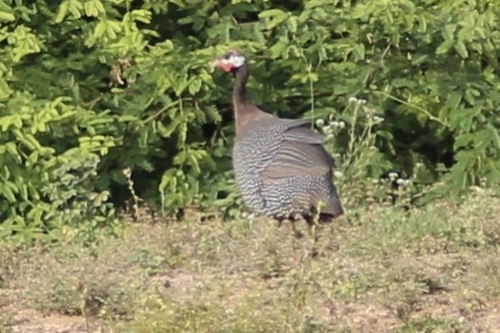 Helmeted Guineafowl (Numida meleagris), photo 4