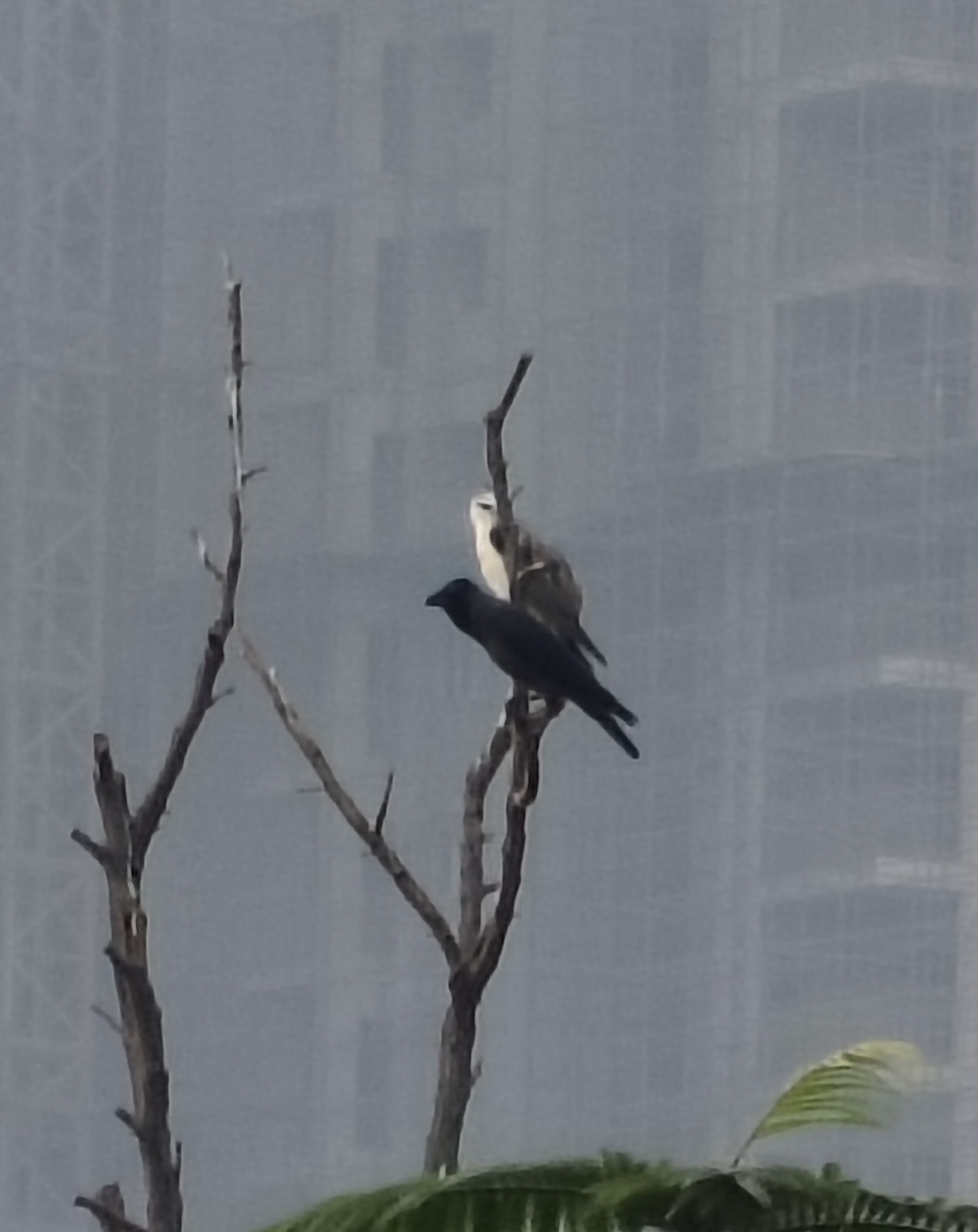 Black-winged Kite (Elanus caeruleus), photo 9