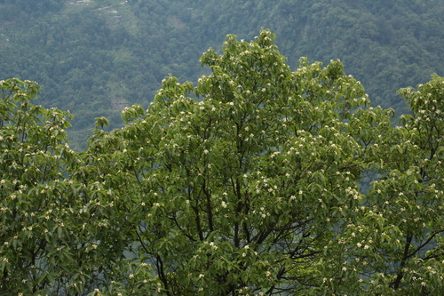 Image of Needlewood Tree (Schima wallichii) by (c) Siddarth Machado, some rights reserved (CC BY)