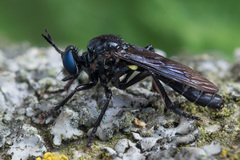 Dioctria atricapilla