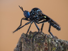 Dioctria atricapilla