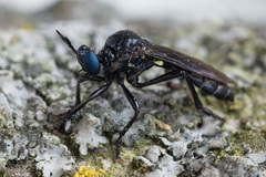 Dioctria atricapilla