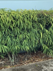 Ficus maclellandii