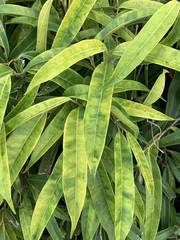 Ficus maclellandii