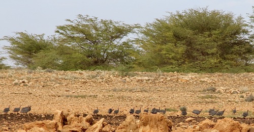 Helmeted Guineafowl (Numida meleagris), photo 5