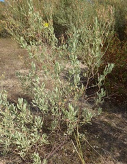 Cistus halimifolius