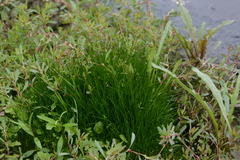 Eleocharis yokoscensis