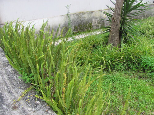 Nephrolepis cordifolia