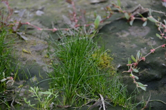 Eleocharis yokoscensis