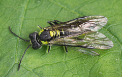 Tenthredo mesomela