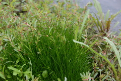 Eleocharis yokoscensis