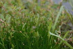 Eleocharis yokoscensis