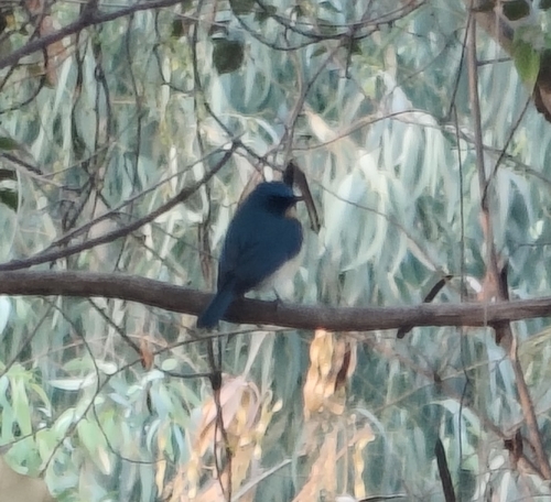 Tickell's Blue Flycatcher (Cyornis tickelliae), photo 4