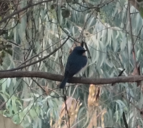 Tickell's Blue Flycatcher (Cyornis tickelliae), photo 5