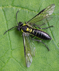 Tenthredo mesomela