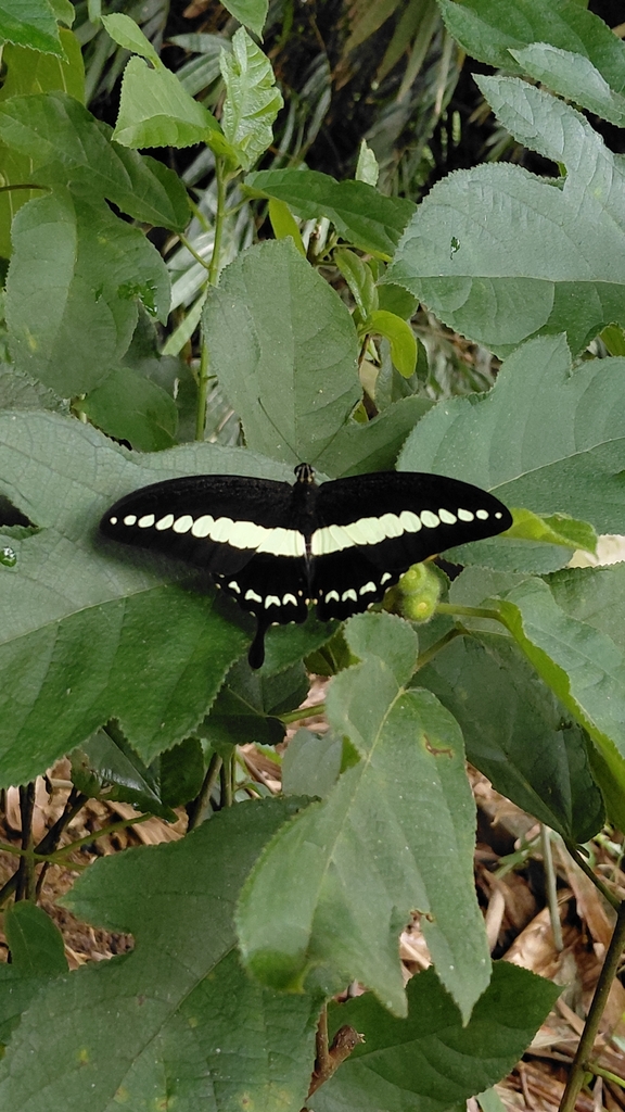 Banded Swallowtail (Papilio demolion)
