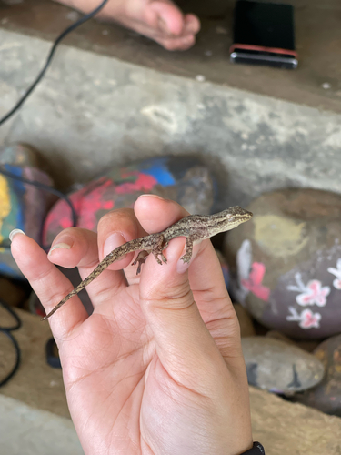 Hemidactylus frenatus