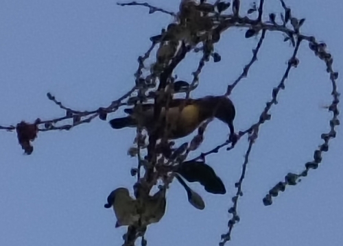 Purple-rumped Sunbird (Leptocoma zeylonica), photo 4