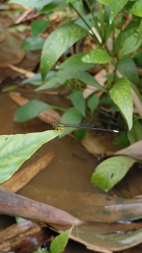 Copera marginipes