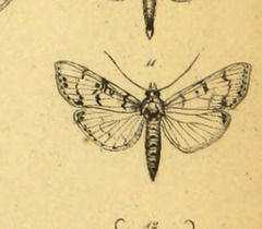 Azochis pieralis