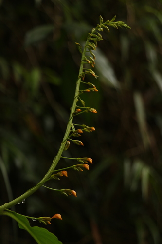 Yellow Swan Flower (Globba andersonii)