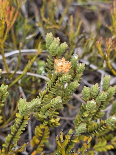 Pimelea traversii, photograph 2