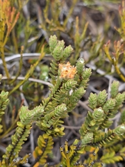 Pimelea traversii, photograph author not stated, no rights reserved