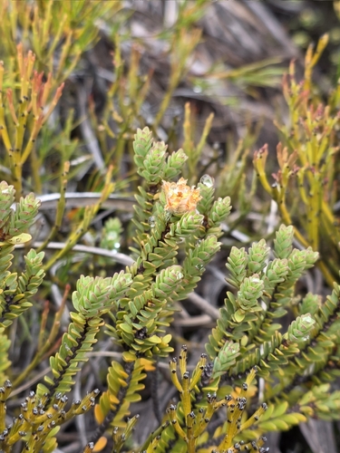 Pimelea traversii, photograph 3