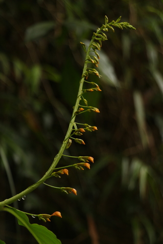 Image of Globba andersonii by (c) Siddarth Machado, some rights reserved (CC BY)