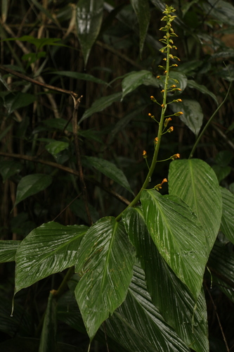 Image of Globba andersonii by (c) Siddarth Machado, some rights reserved (CC BY)