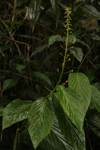 Image of Globba andersonii by (c) Siddarth Machado, some rights reserved (CC BY)