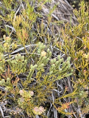 Pimelea traversii, photograph author not stated, no rights reserved