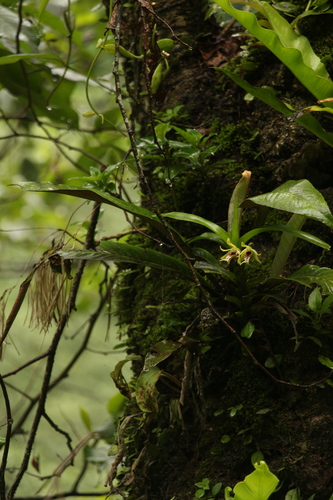 Vanda cristata, photograph 5